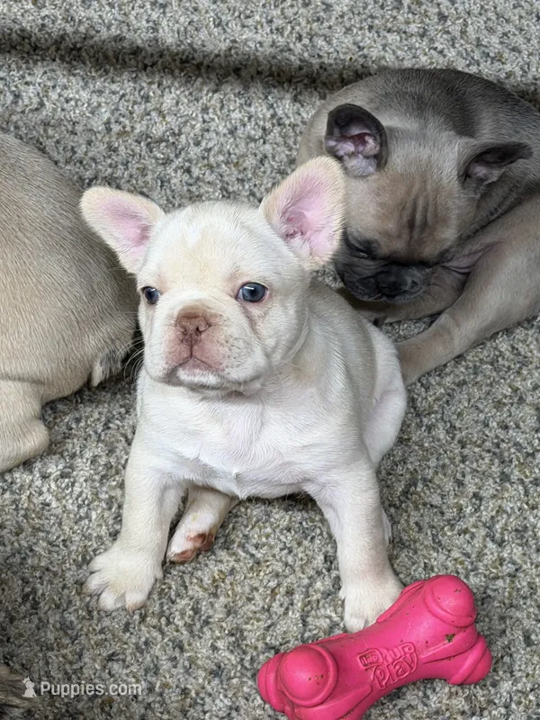 Sandford – French Bulldog puppy for sale in Troy, MO