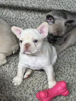 Sandford, a male French Bulldog for sale in Troy, MO – 1 of 1