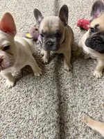 Layla, a female French Bulldog for sale in Troy, MO – 3 of 4
