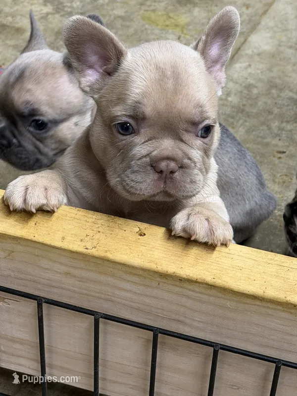 Redford – French Bulldog puppy for sale in Troy, MO