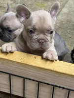 Redford, a male French Bulldog for sale in Troy, MO – 1 of 2