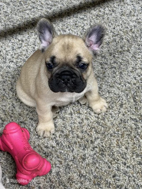 Batman – French Bulldog puppy for sale in Troy, MO