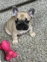 Batman, a male French Bulldog for sale in Troy, MO – 1 of 2