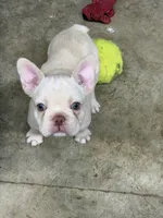 Sandford, a male French Bulldog for sale in Troy, MO – 2 of 5