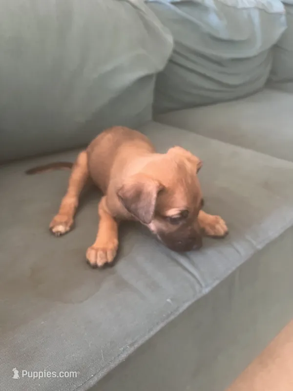 No names  – German Shepherd Dog, American Pit Bull Terrier puppy for sale in Hemet, CA