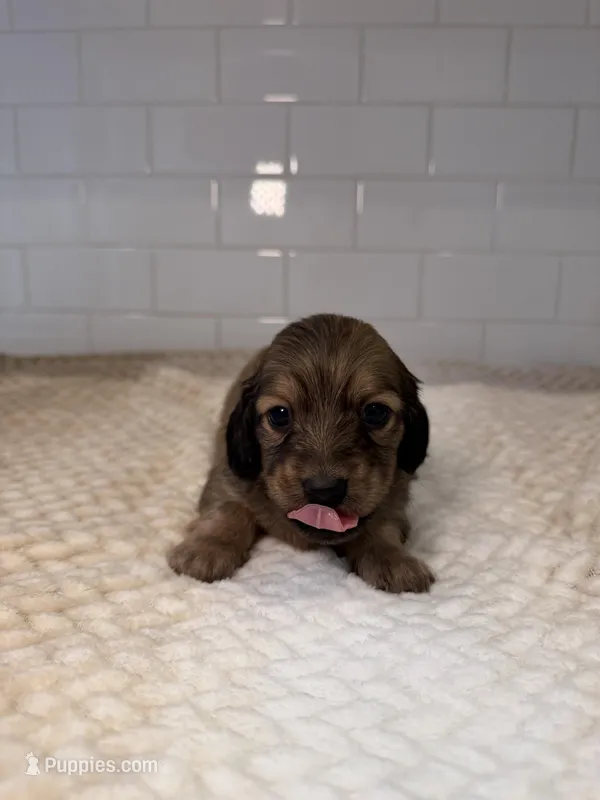 girl 2 – Miniature Dachshund puppy for sale in North Highlands, CA