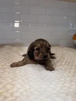 girl 2, a female Miniature Dachshund for sale in North Highlands, CA – Photo 4 of 4