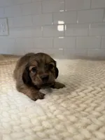 girl 2, a female Miniature Dachshund for sale in North Highlands, CA – Photo 3 of 4