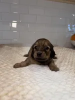 girl 2, a female Miniature Dachshund for sale in North Highlands, CA – Photo 2 of 4