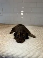 girl 3, a female Miniature Dachshund for sale in North Highlands, CA – Photo 4 of 4