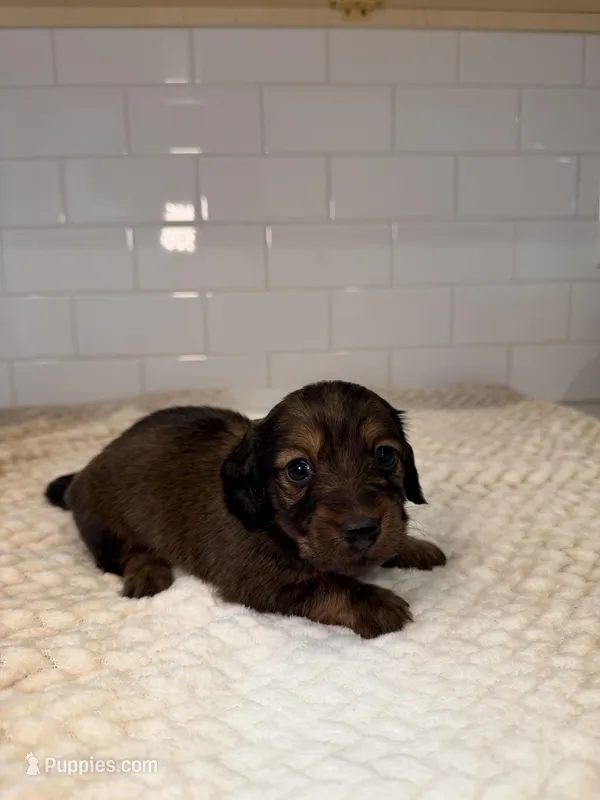 girl 3 – Miniature Dachshund puppy for sale in North Highlands, CA