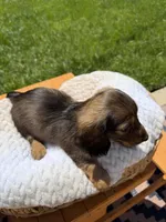 girl 3, a female Miniature Dachshund for sale in North Highlands, CA – 8 of 8