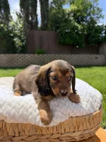 girl 3, a female Miniature Dachshund for sale in North Highlands, CA – 2 of 8