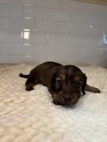 girl 3, a female Miniature Dachshund for sale in North Highlands, CA – Photo 2 of 4