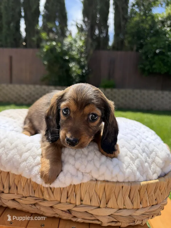 girl 3 – Miniature Dachshund puppy for sale in North Highlands, CA
