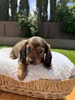 girl 3, a female Miniature Dachshund for sale in North Highlands, CA – 1 of 8