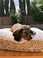 girl 3, a female Miniature Dachshund for sale in North Highlands, CA – 6 of 8