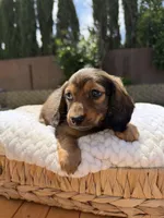 girl 3, a female Miniature Dachshund for sale in North Highlands, CA – 3 of 8