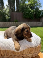 girl 3, a female Miniature Dachshund for sale in North Highlands, CA – 4 of 8