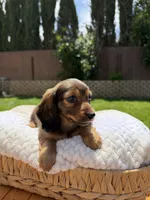 girl 3, a female Miniature Dachshund for sale in North Highlands, CA – 5 of 8