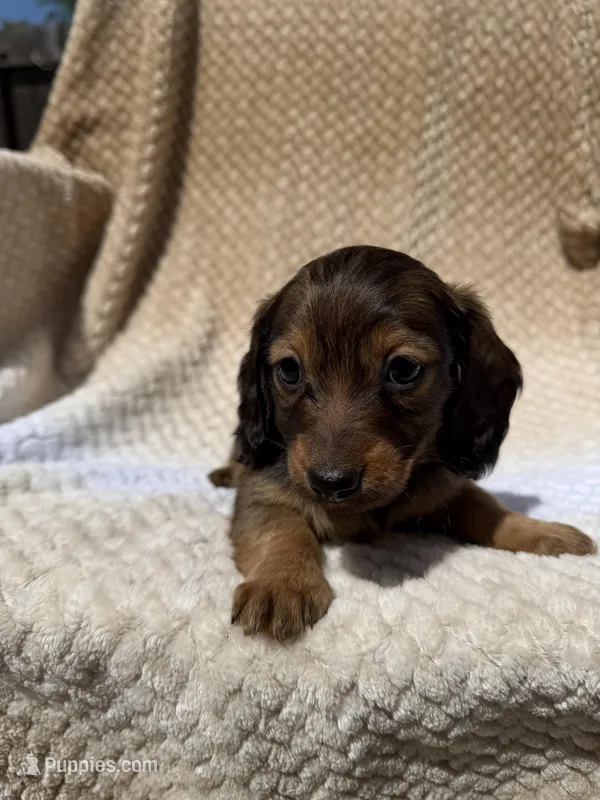 girl 3 – Miniature Dachshund puppy for sale in North Highlands, CA