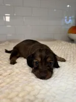 girl 3, a female Miniature Dachshund for sale in North Highlands, CA – Photo 3 of 4