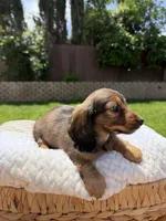 girl 3, a female Miniature Dachshund for sale in North Highlands, CA – 7 of 8