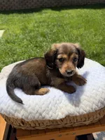girl 1, a female Miniature Dachshund for sale in North Highlands, CA – 2 of 6