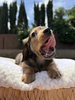 girl 1, a female Miniature Dachshund for sale in North Highlands, CA – 4 of 6