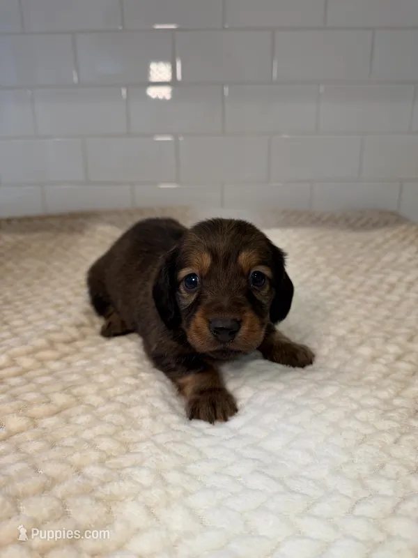 girl 1 – Miniature Dachshund puppy for sale in North Highlands, CA