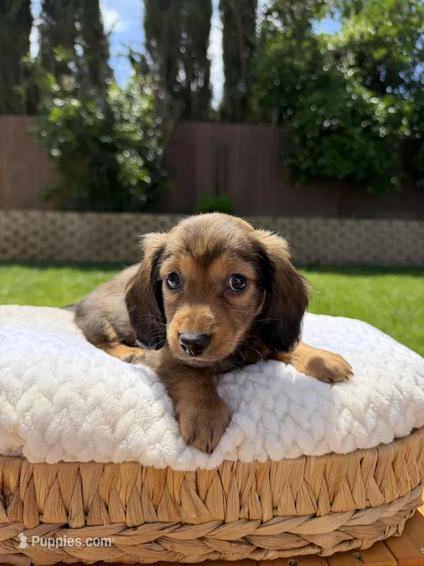 girl 1 – Miniature Dachshund puppy for sale in North Highlands, CA