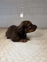 girl 1, a female Miniature Dachshund for sale in North Highlands, CA – Photo 4 of 4