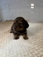 girl 1, a female Miniature Dachshund for sale in North Highlands, CA – Photo 2 of 4