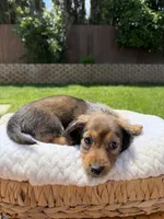 girl 1, a female Miniature Dachshund for sale in North Highlands, CA – 5 of 6