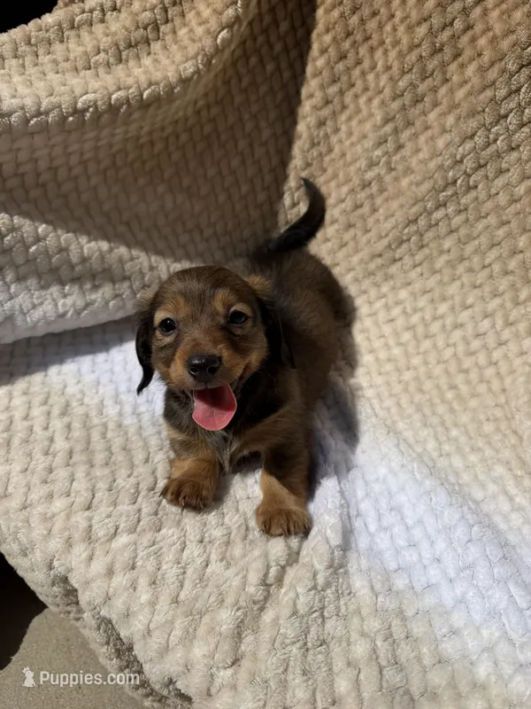 girl 1 – Miniature Dachshund puppy for sale in North Highlands, CA