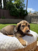 girl 1, a female Miniature Dachshund for sale in North Highlands, CA – 3 of 6