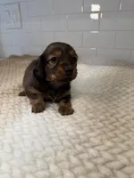 girl 1, a female Miniature Dachshund for sale in North Highlands, CA – Photo 3 of 4