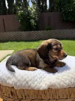 girl 1, a female Miniature Dachshund for sale in North Highlands, CA – 6 of 6