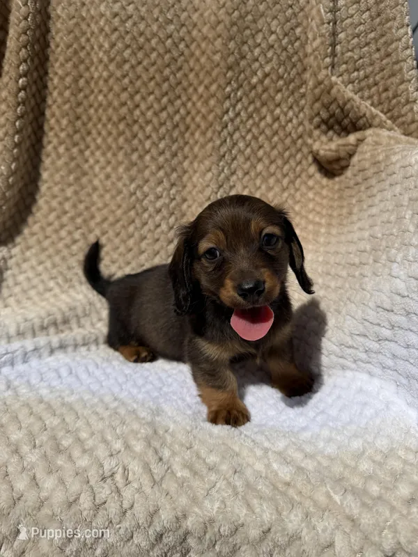 boy 2 – Miniature Dachshund puppy for sale in North Highlands, CA