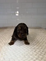 boy 2, a male Miniature Dachshund for sale in North Highlands, CA – Photo 1 of 2