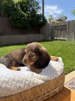 boy 2, a male Miniature Dachshund for sale in North Highlands, CA – 4 of 5