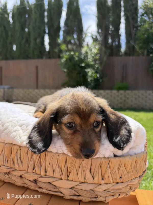 boy 2 – Miniature Dachshund puppy for sale in North Highlands, CA
