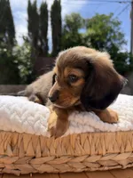 boy 2, a male Miniature Dachshund for sale in North Highlands, CA – 2 of 5