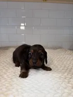 boy 2, a male Miniature Dachshund for sale in North Highlands, CA – Photo 2 of 2