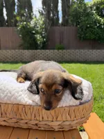 boy 2, a male Miniature Dachshund for sale in North Highlands, CA – 5 of 5