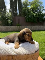 boy 2, a male Miniature Dachshund for sale in North Highlands, CA – 3 of 5
