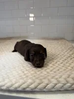 boy 1, a male Miniature Dachshund for sale in North Highlands, CA – Photo 3 of 4