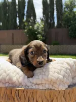 boy 1, a male Miniature Dachshund for sale in North Highlands, CA – 4 of 9