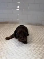 boy 1, a male Miniature Dachshund for sale in North Highlands, CA – Photo 2 of 4