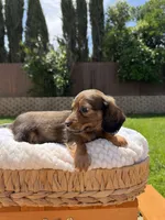 boy 1, a male Miniature Dachshund for sale in North Highlands, CA – 5 of 9